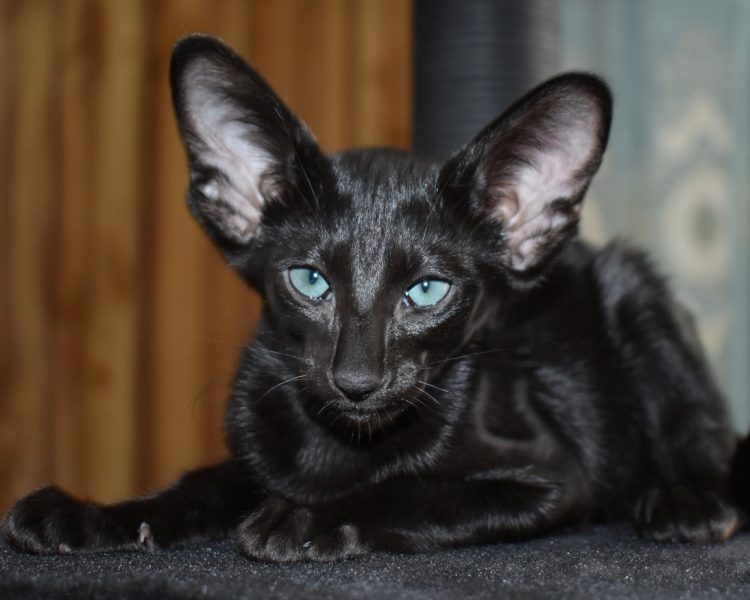 Birdie a.k.a Astrid Black Oriental shorthair Female kitten for sale