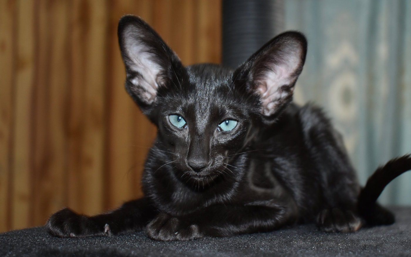 Black Oriental Shorthair kitten for sale