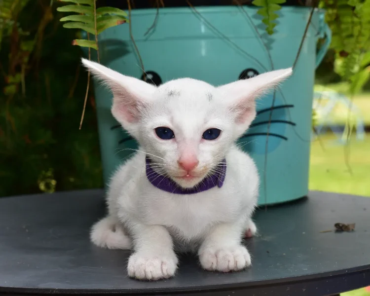 Elsa White with Blue Eyes Oriental shorthair Female kitten for sale