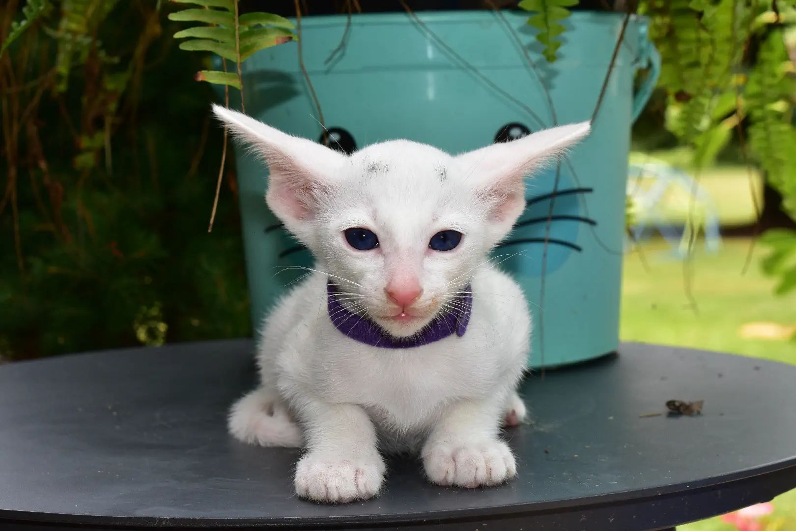 White female oriental shorthair kitten for sale Elsa 6 weeks