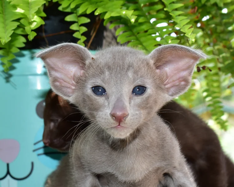 Gerda Lilac Oriental shorthair Female kitten for sale