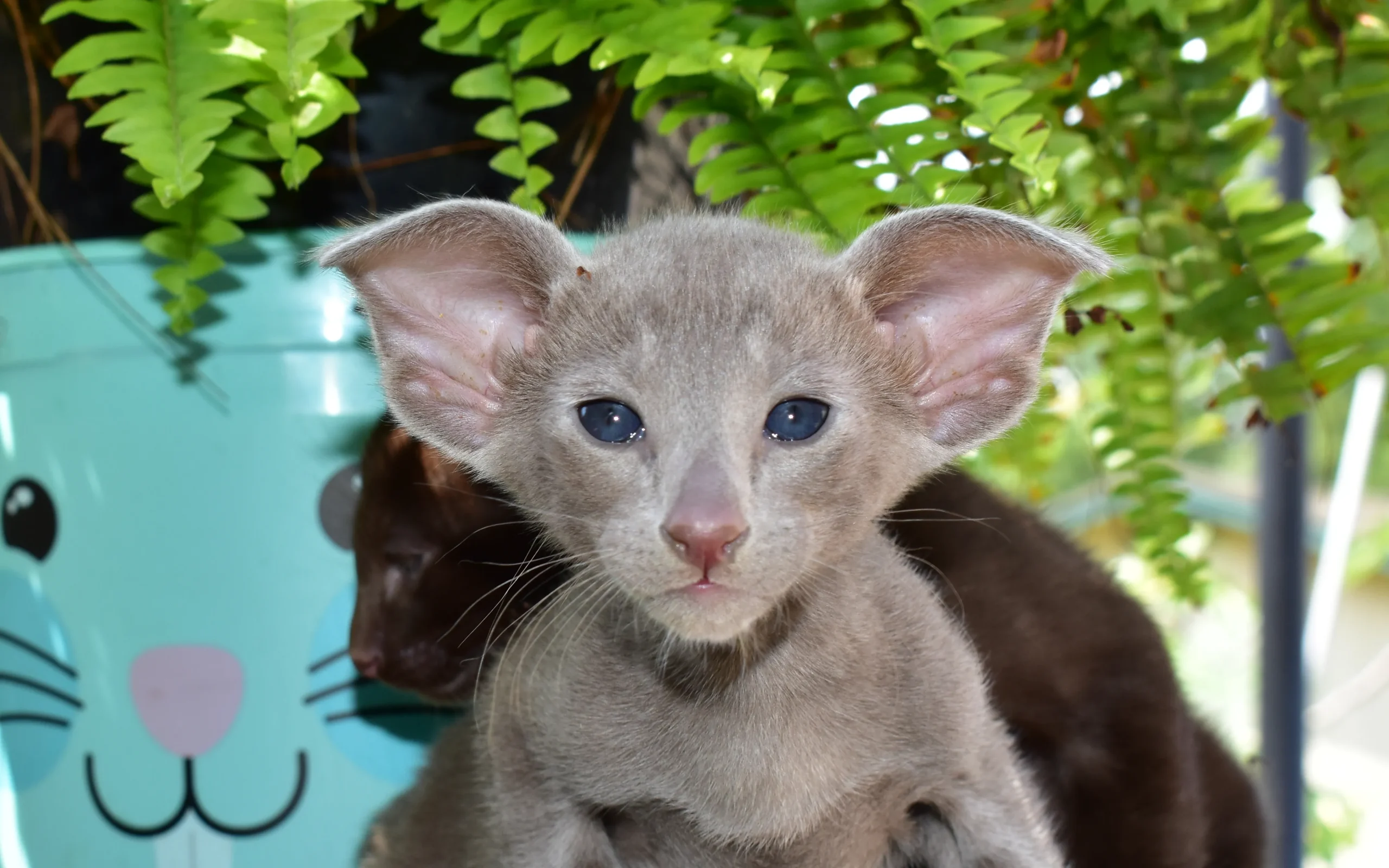 Gerda Lilic female oriental shorthair kitten for sale 6 weeks