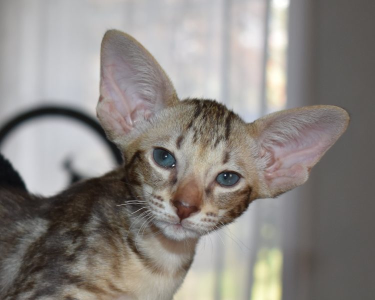 Gustav Chocolate Marbled Tabby Oriental shorthair Male kitten for sale