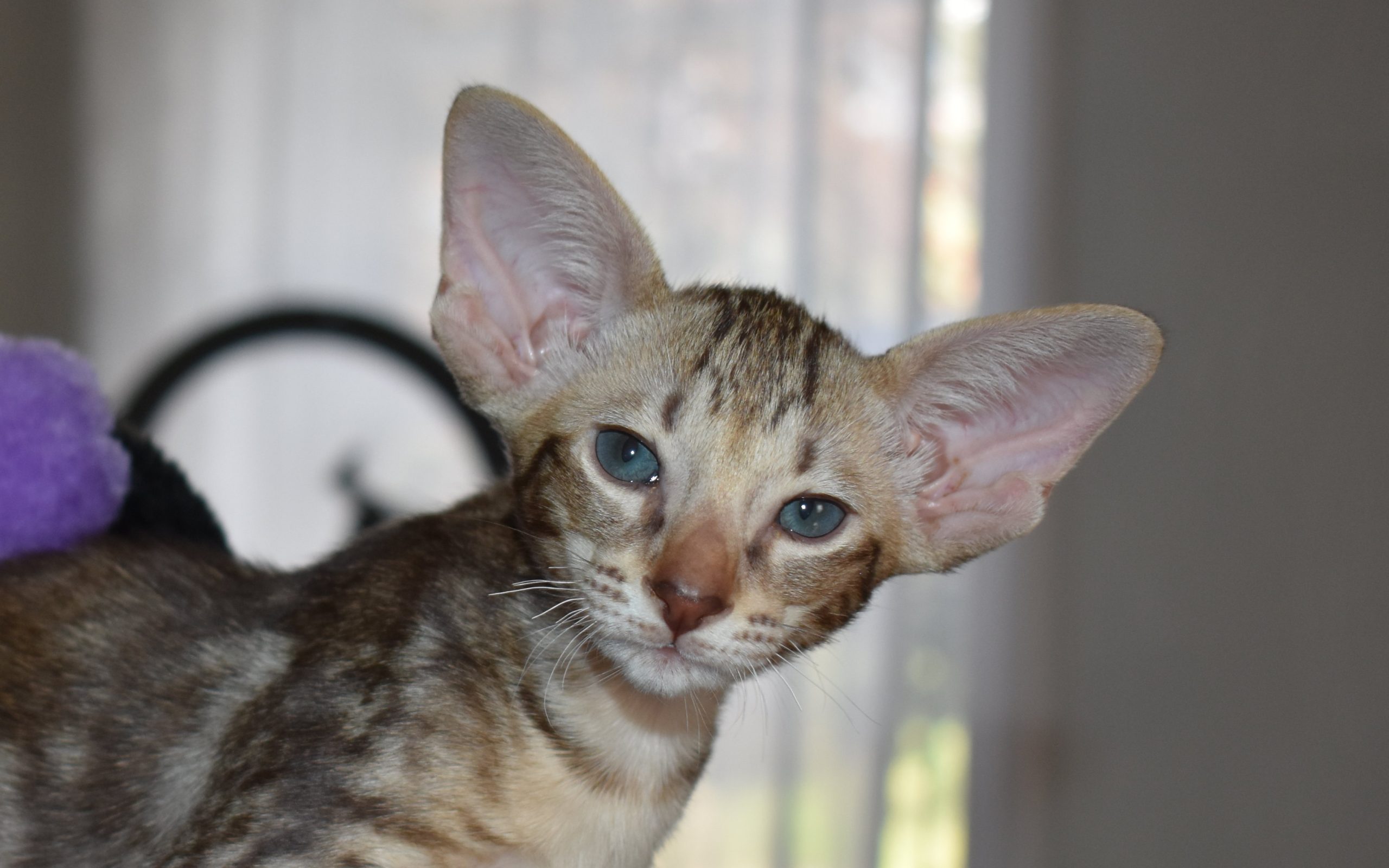 Oriental Shorthair kitten for sale