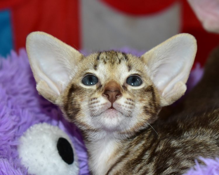 Gustav Chocolate Marbled Tabby Oriental shorthair Male kitten for sale