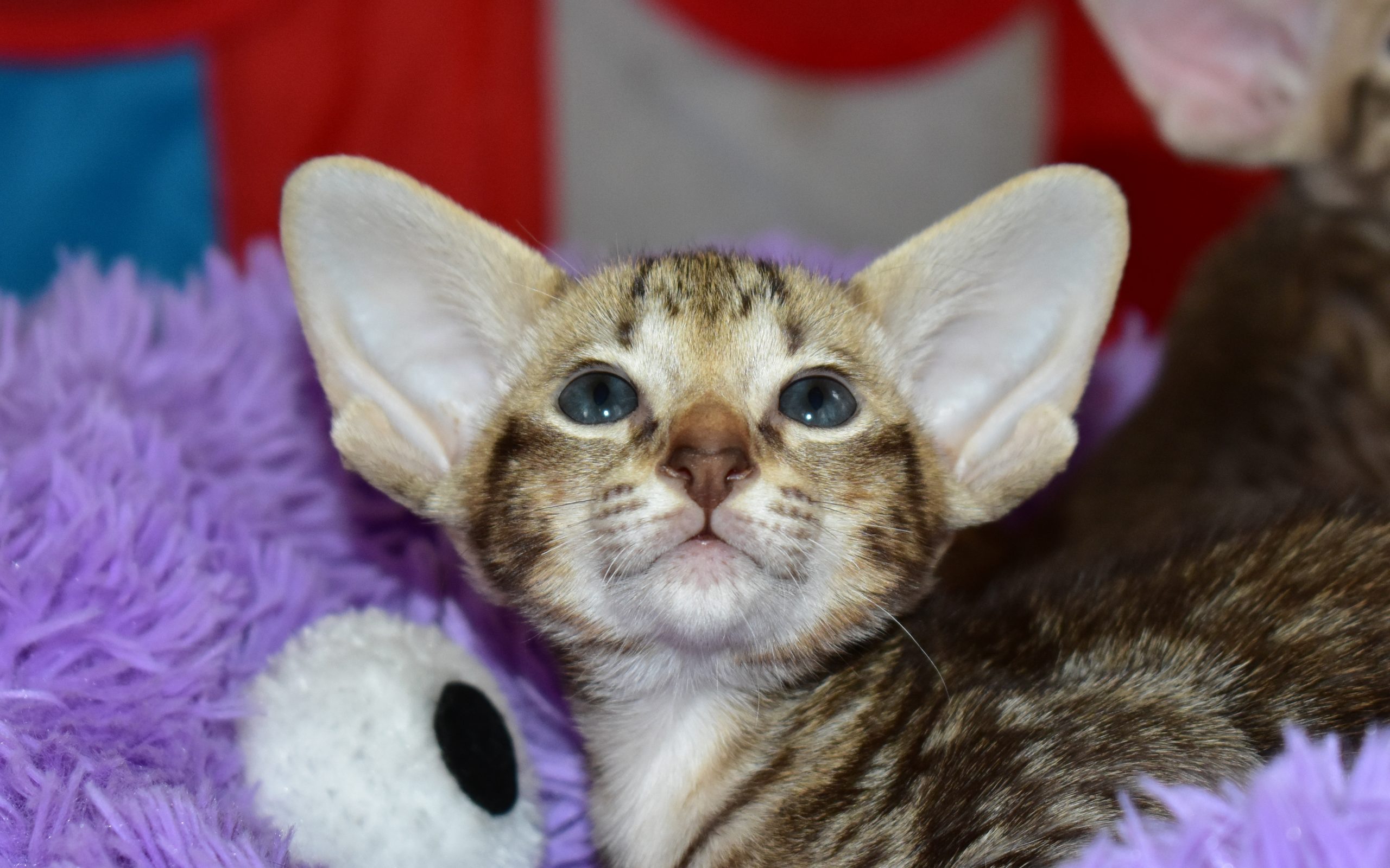 Oriental shorthair kitten for adoption Gustav Chocolate marbled tabby male 6 week old