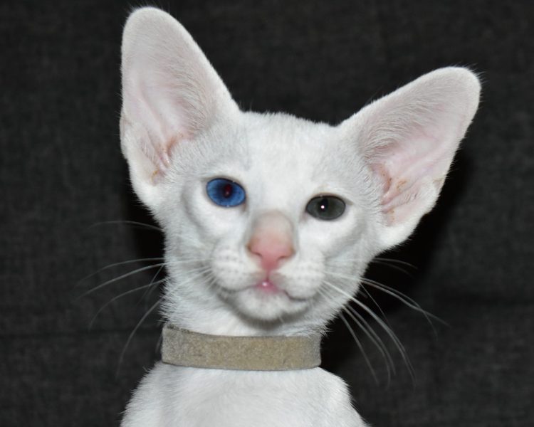 Jasmine White with Odd Eyes Oriental shorthair Female kitten for sale