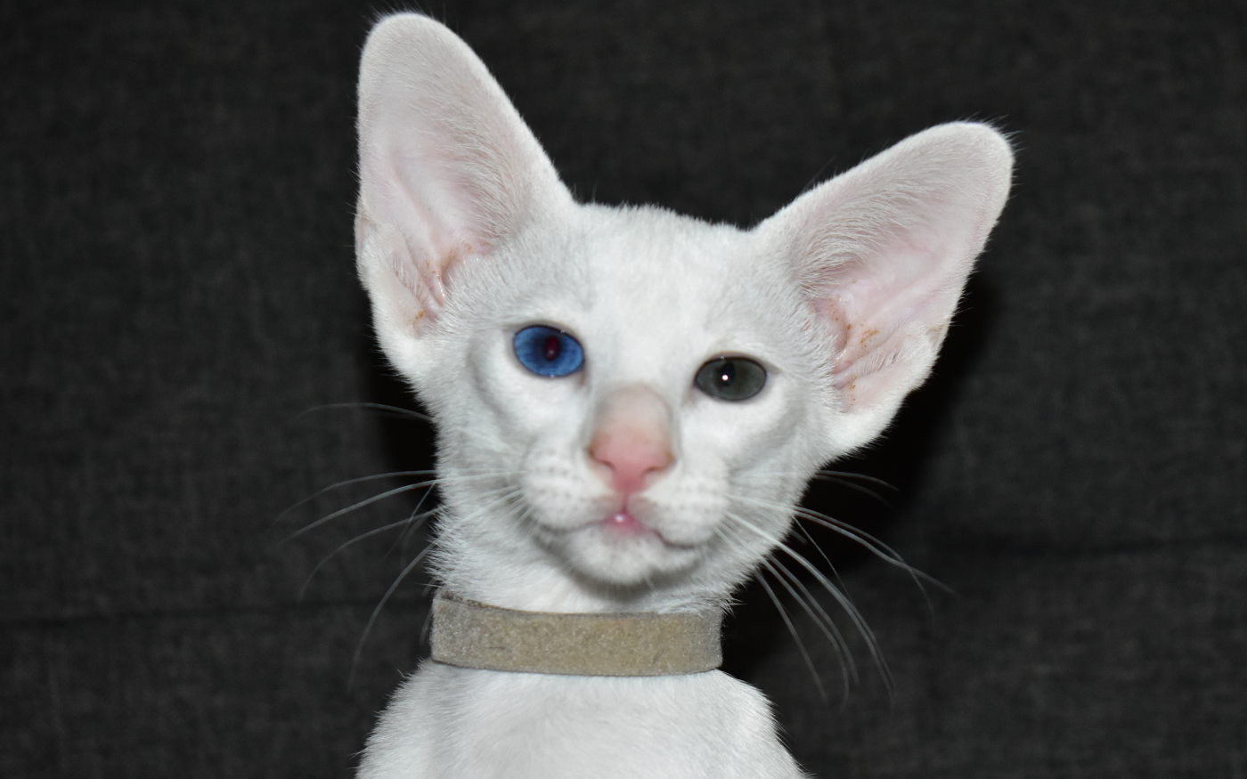 White Oriental Shorthair kitten for sale