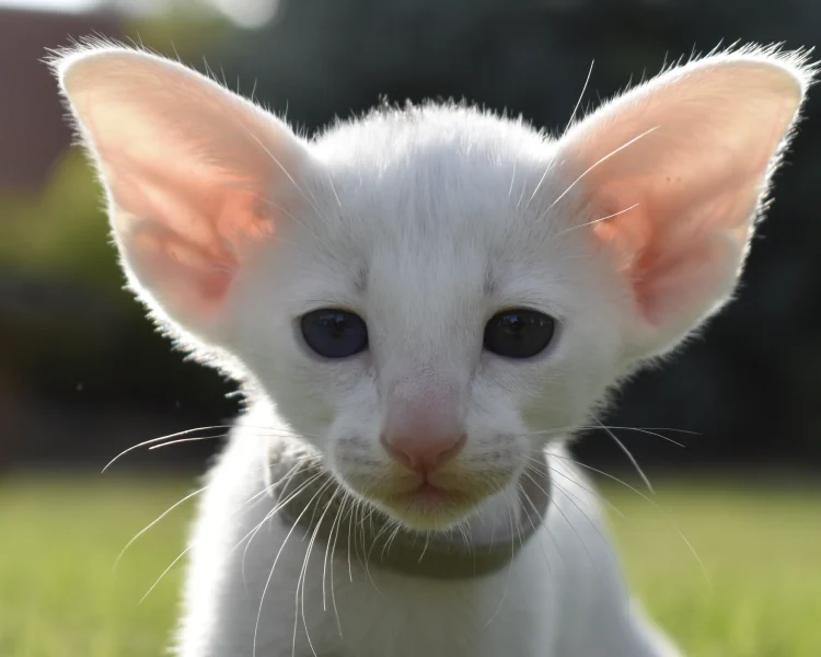 Jasmine White with Odd Eyes Oriental shorthair Female kitten for sale