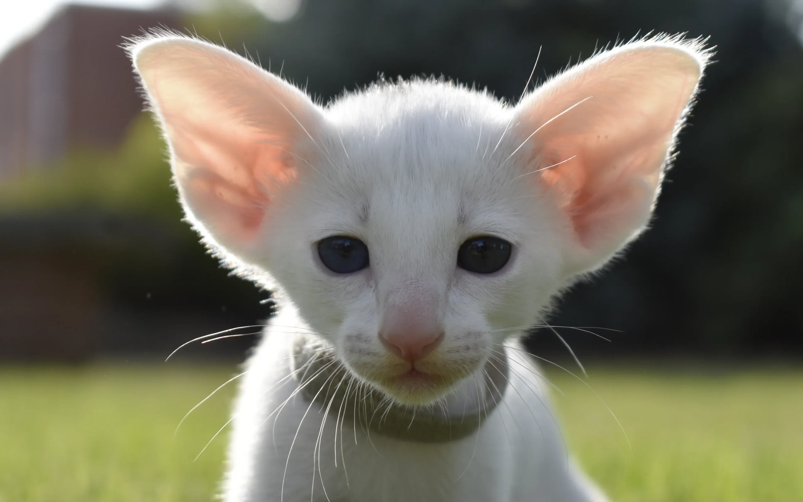 Jasmine White oriental shorthair kitten for sale female 6 weeks
