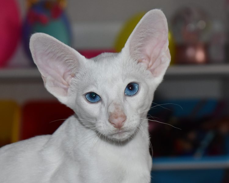 Ellus a.k.a Kefir White with Blue Eyes Oriental shorthair Male kitten for sale
