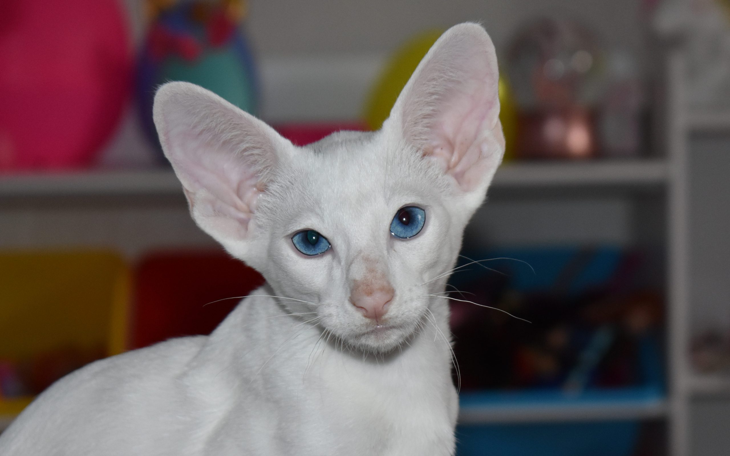 White Oriental Shorthair kitten - adoption ready
