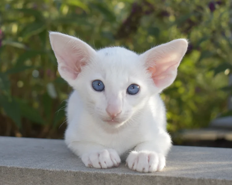 Kefir White with Blue Eyes Oriental shorthair Male kitten for sale