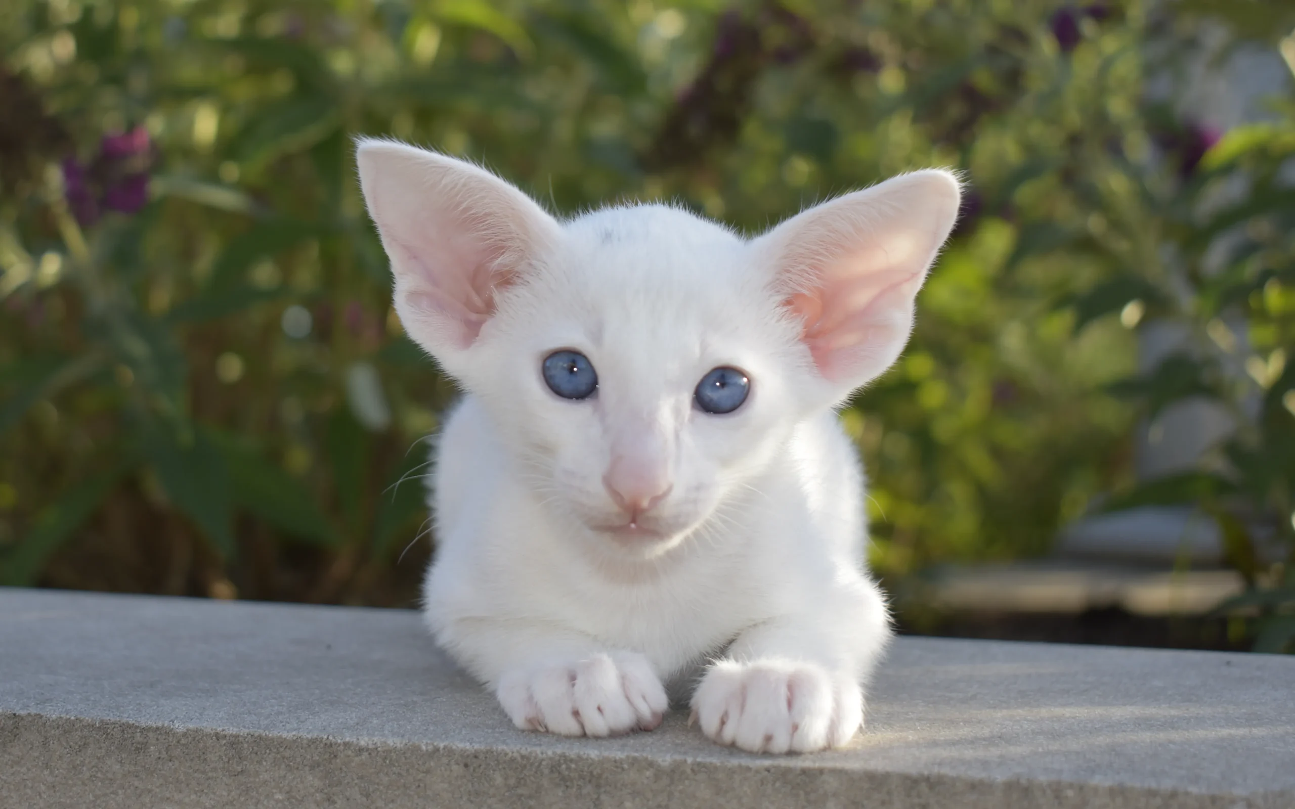 White oriental shorthair male kitten for sale Kefir 6 weeks