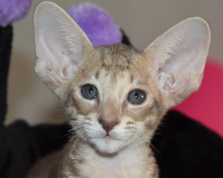 Magnus a.k.a Claude Lilac Oriental shorthair Male kitten for sale