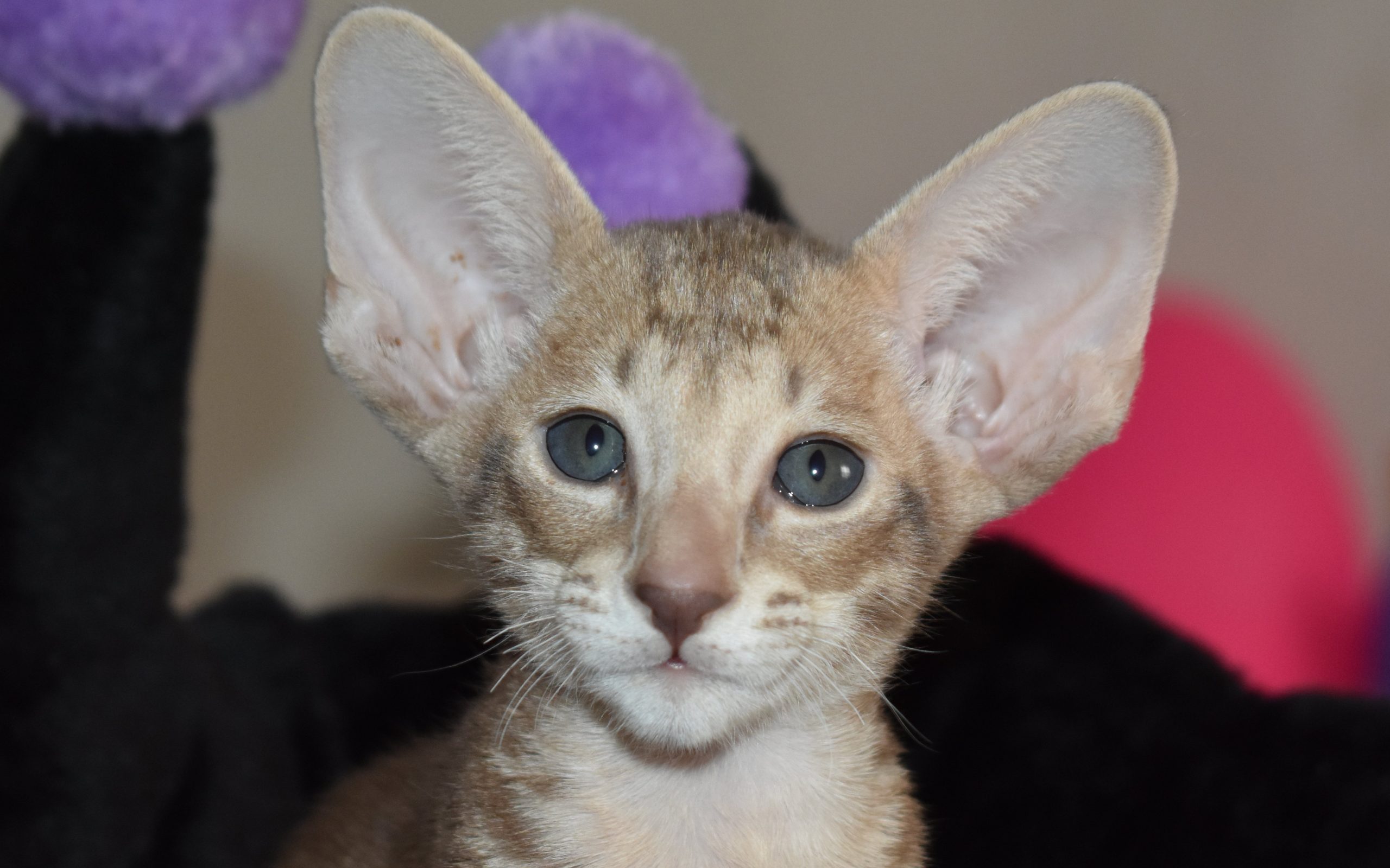 Oriental Shorthair kitten for sale