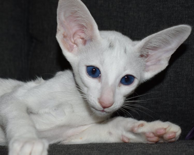 Mirri a.k.a. Elsa White with Blue Eyes Oriental shorthair Female kitten for sale