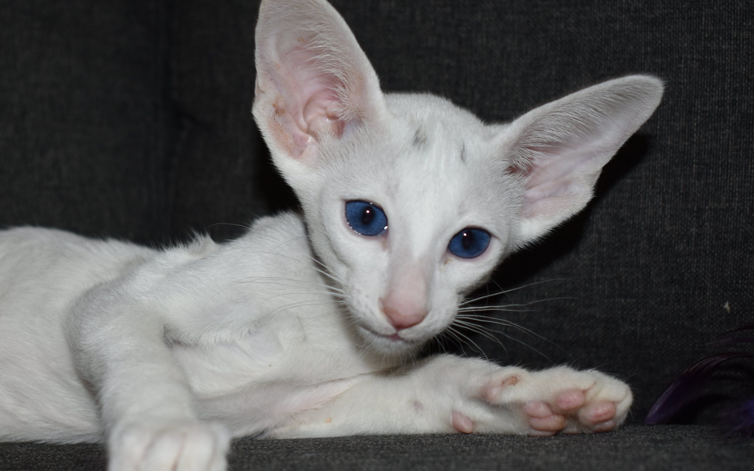 White Oriental Shorthair kitten for adoption