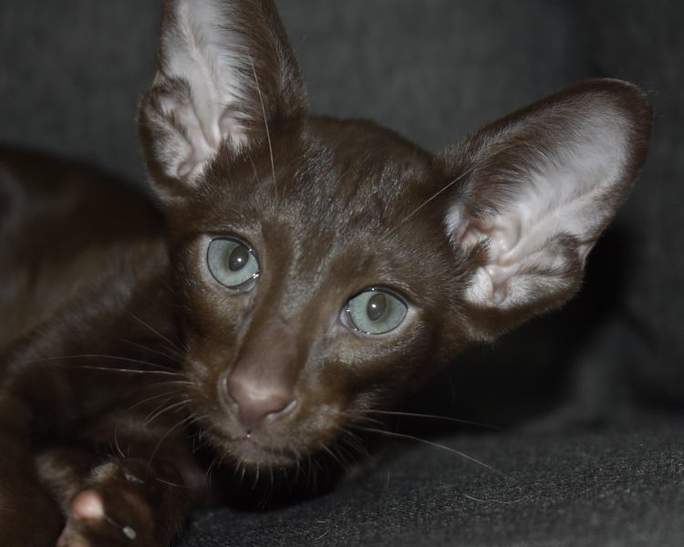 Montgomery a.k.a Truffle Chocolate Oriental shorthair Male kitten for sale