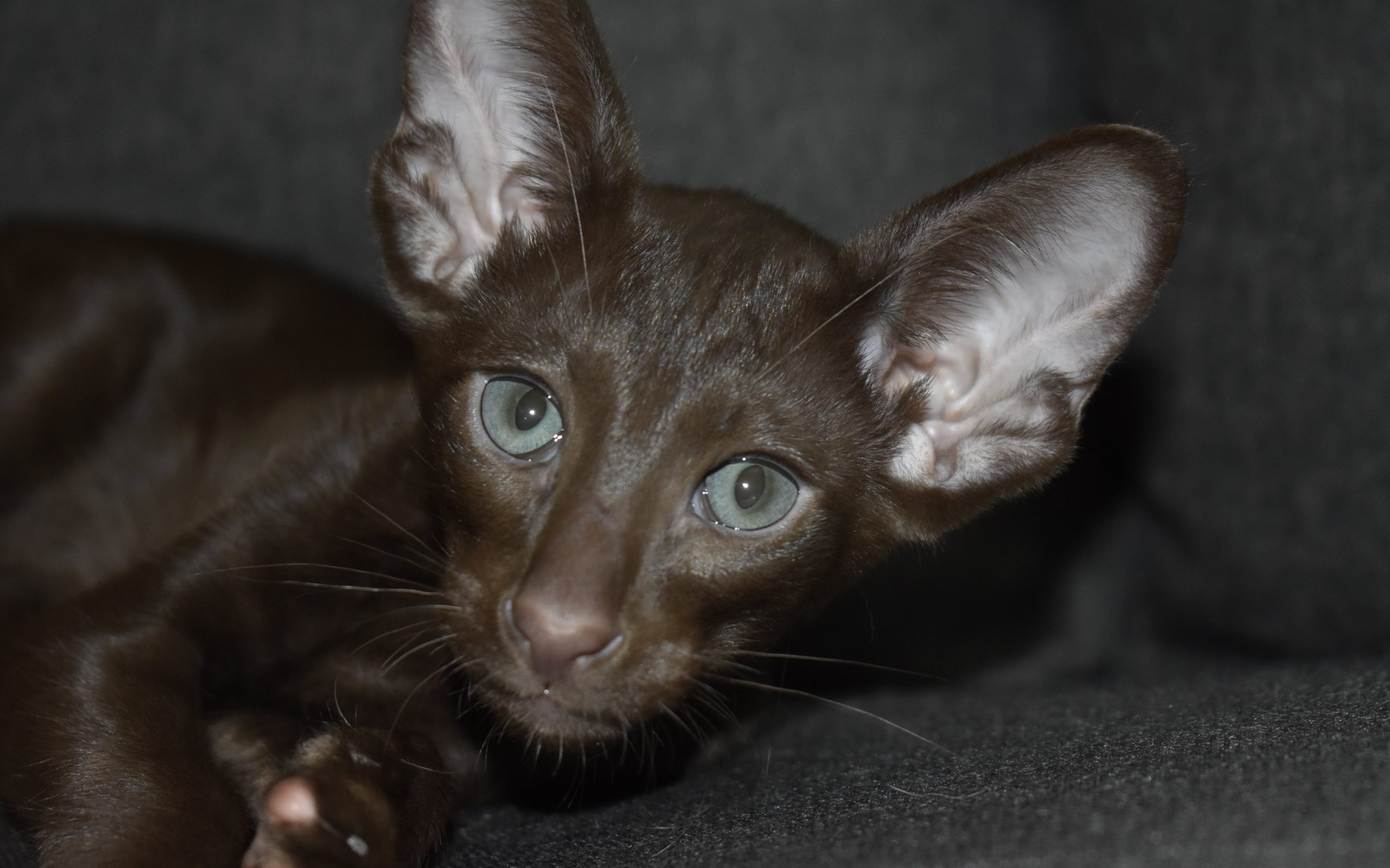 Chocolate Oriental Shorthair kitten for adoption