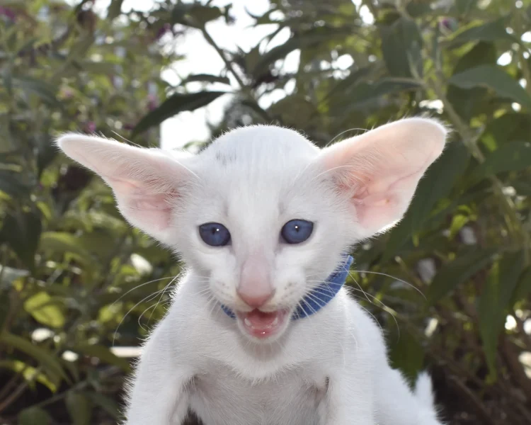 Ocean White with Blue Eyes Oriental shorthair Male kitten for sale