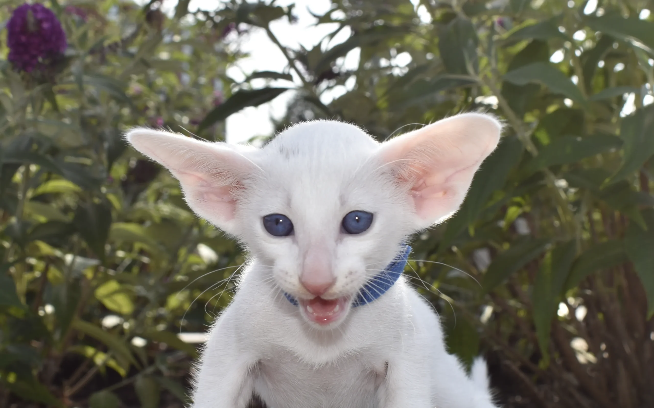 Ocean White male oriental shorthair kitten for sale 6 weeks