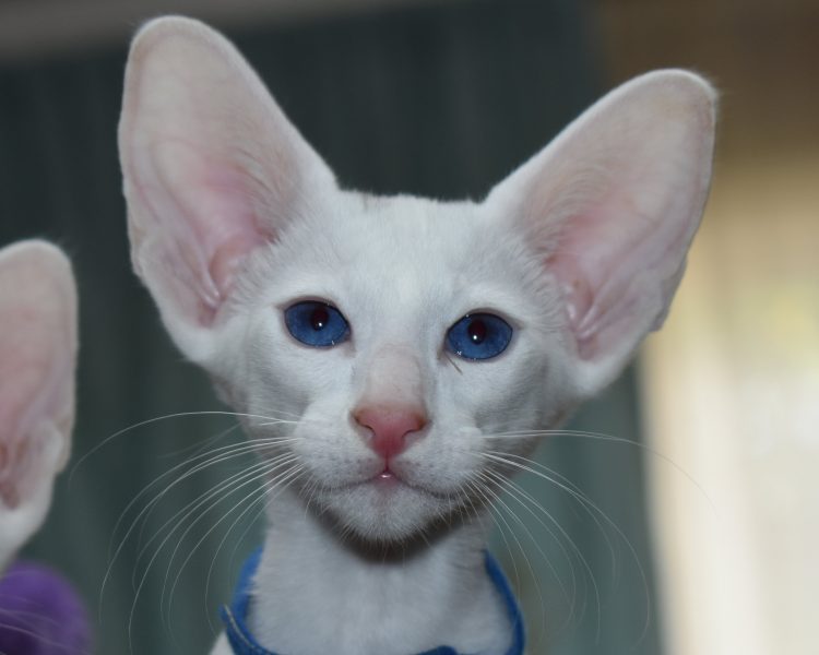 Ramses a.k.a. Ocean White with Blue Eyes Oriental shorthair Male kitten for sale