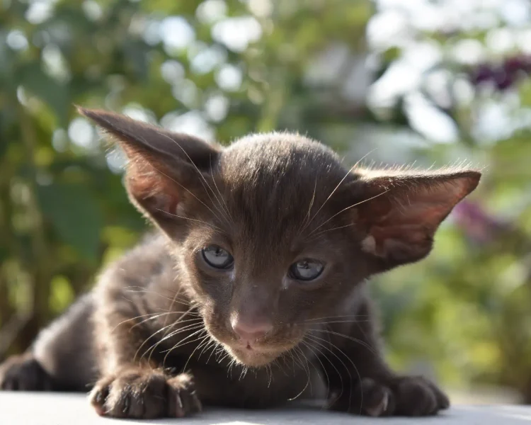 Truffle Chocolate Oriental shorthair Male kitten for sale