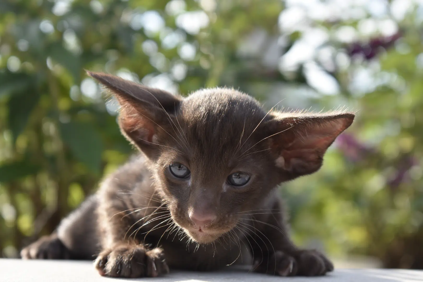 Truffle Chocolate male oriental shorthair kitten for sale 6 weeks
