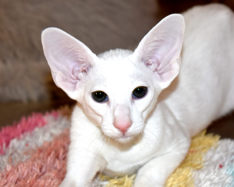 Frank aka  Lafayette White with Green Eyes Oriental shorthair Male kitten for sale