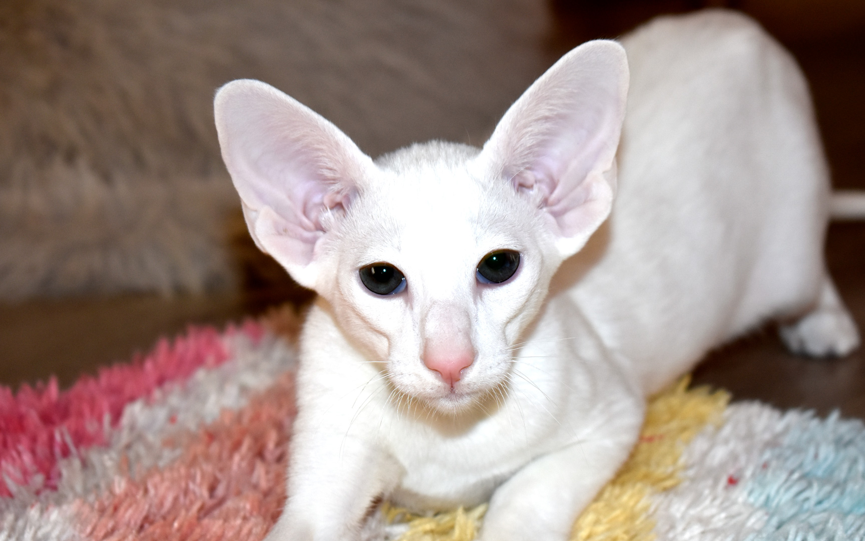 White female oriental shorthair kitten for sale
