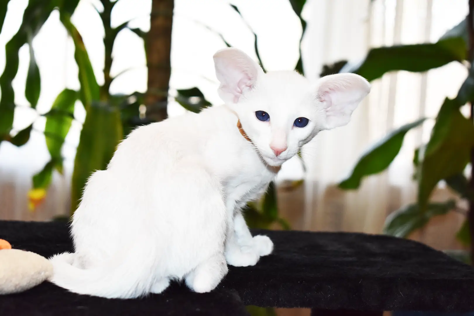 Hugo White with Blue Eyes Oriental shorthair kitten