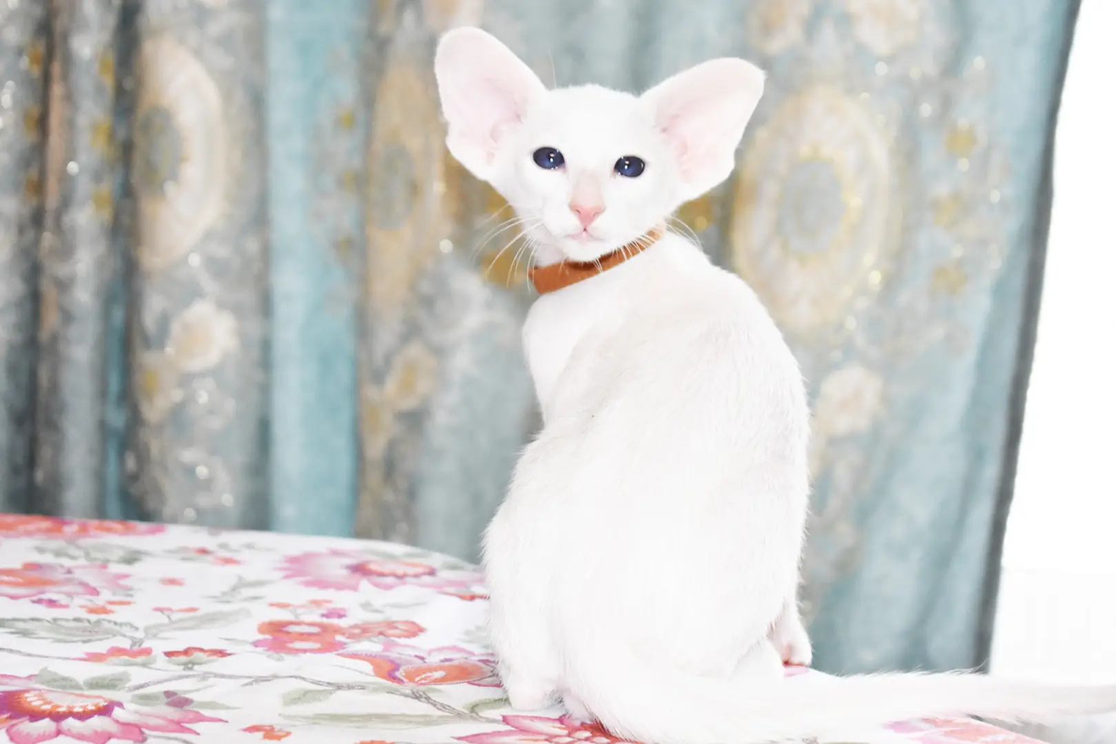 Hugo White with Blue Eyes Oriental shorthair kitten