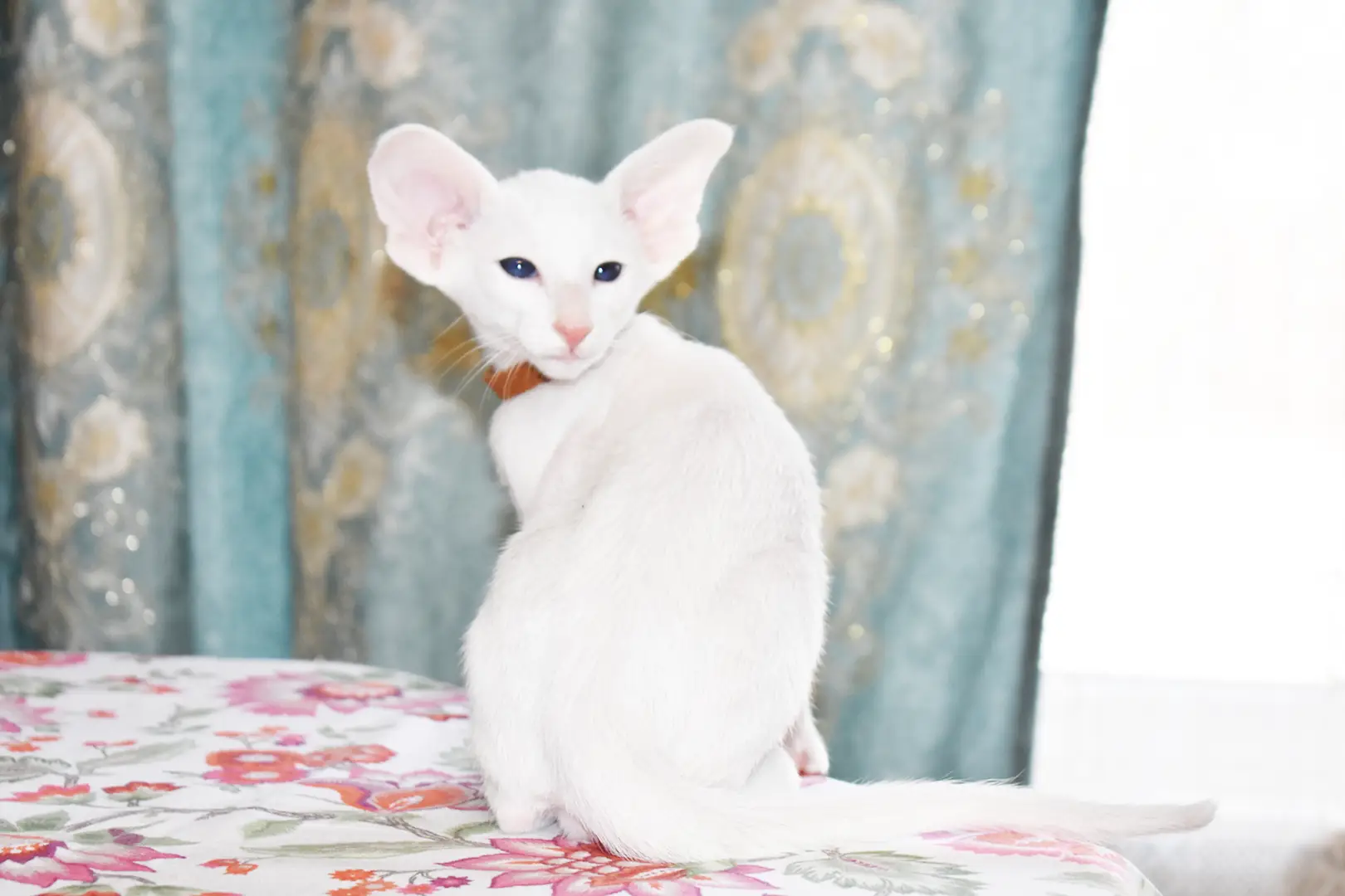 Hugo White with Blue Eyes Oriental shorthair kitten