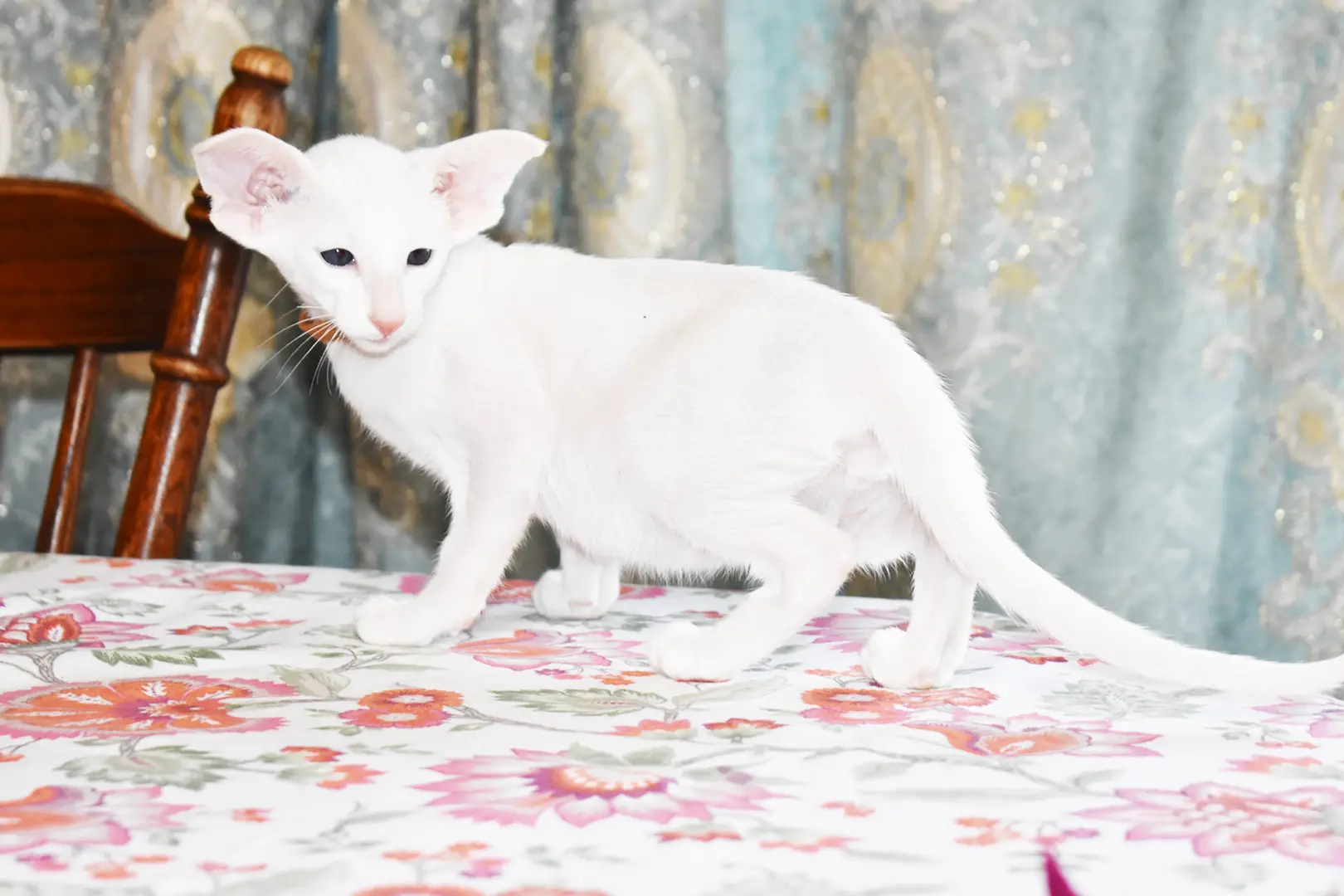 Hugo White with Blue Eyes Oriental shorthair kitten