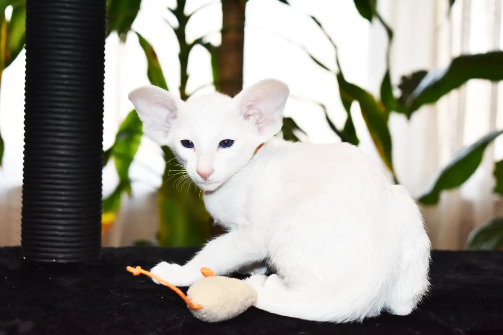 Hugo White with Blue Eyes Oriental shorthair kitten