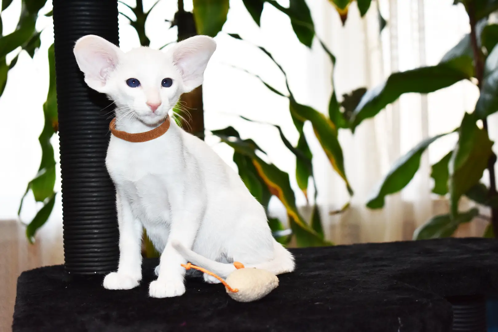 Hugo White with Blue Eyes Oriental shorthair kitten