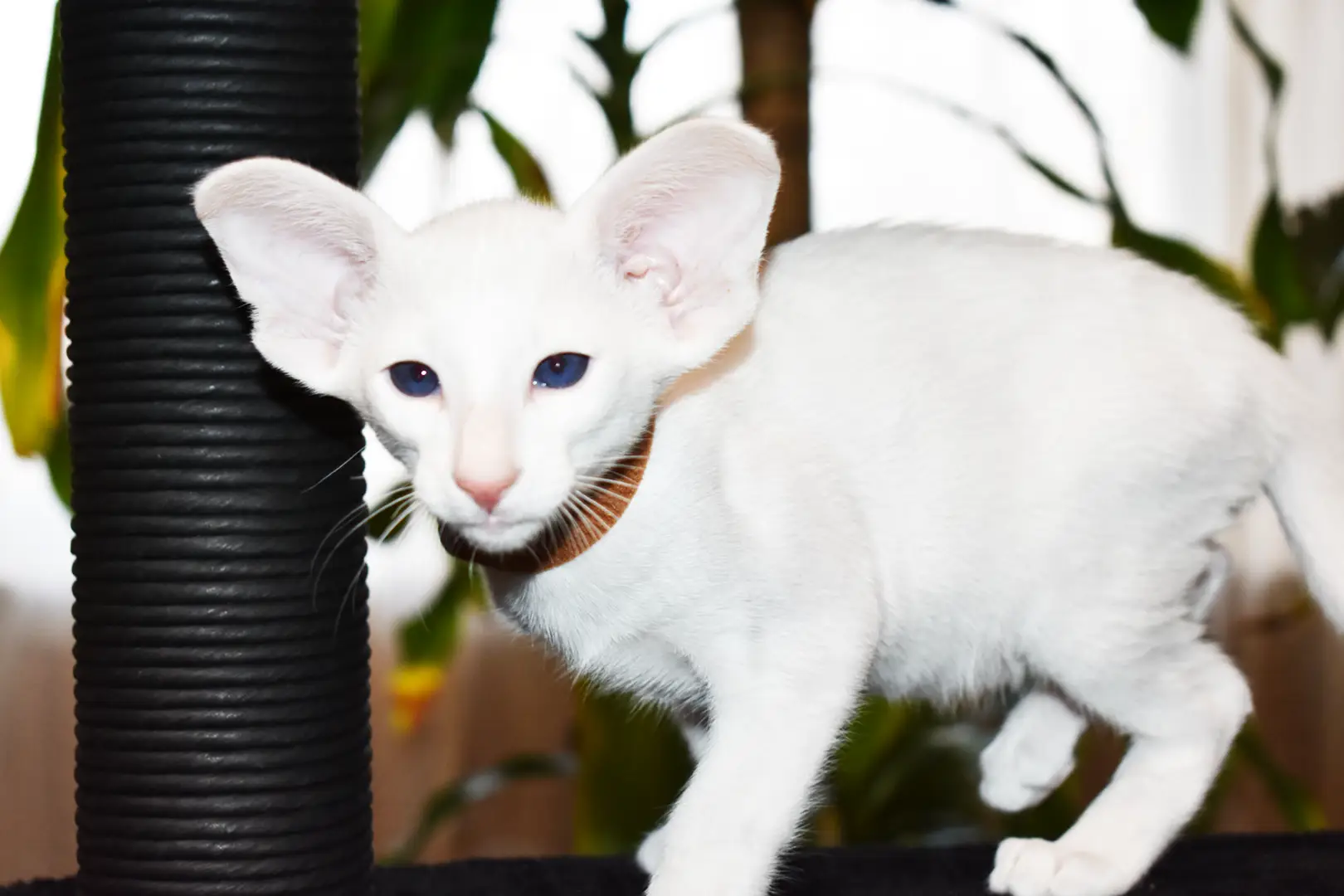 Hugo White with Blue Eyes Oriental shorthair kitten