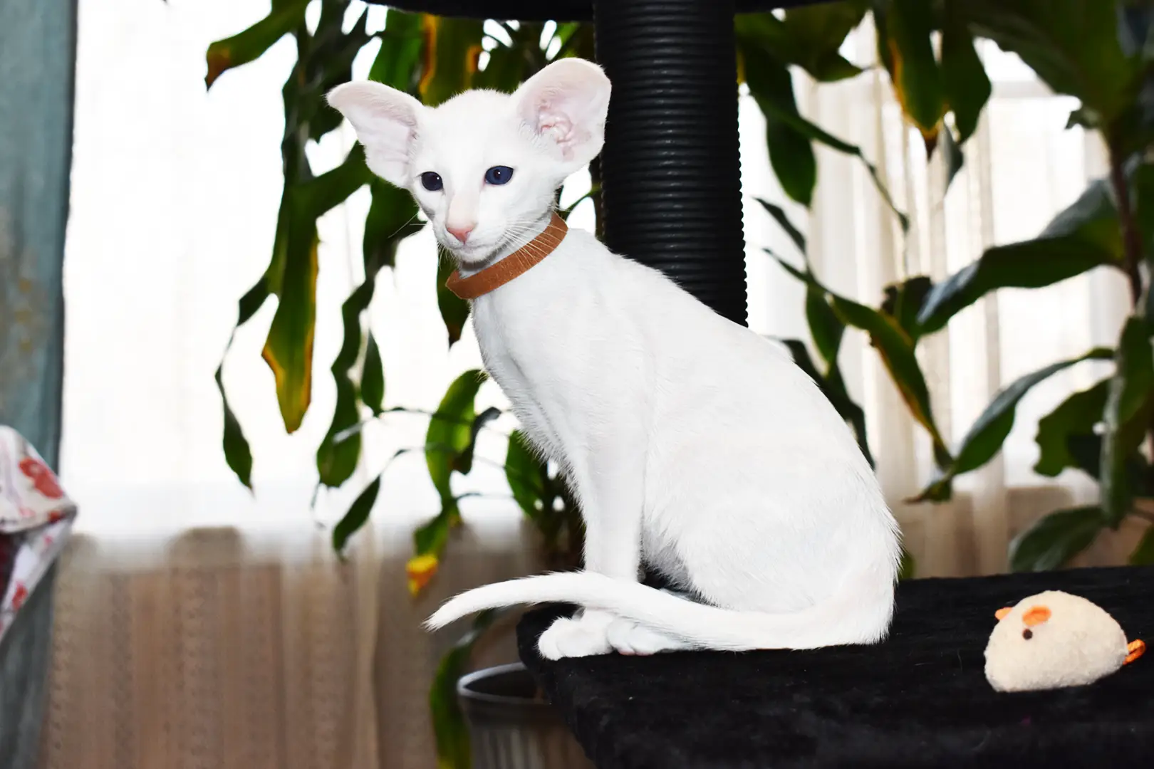 Hugo White with Blue Eyes Oriental shorthair kitten