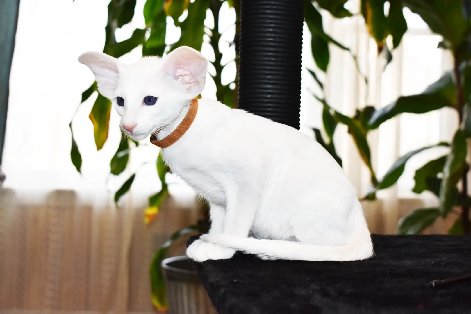 Hugo White with Blue Eyes Oriental shorthair kitten