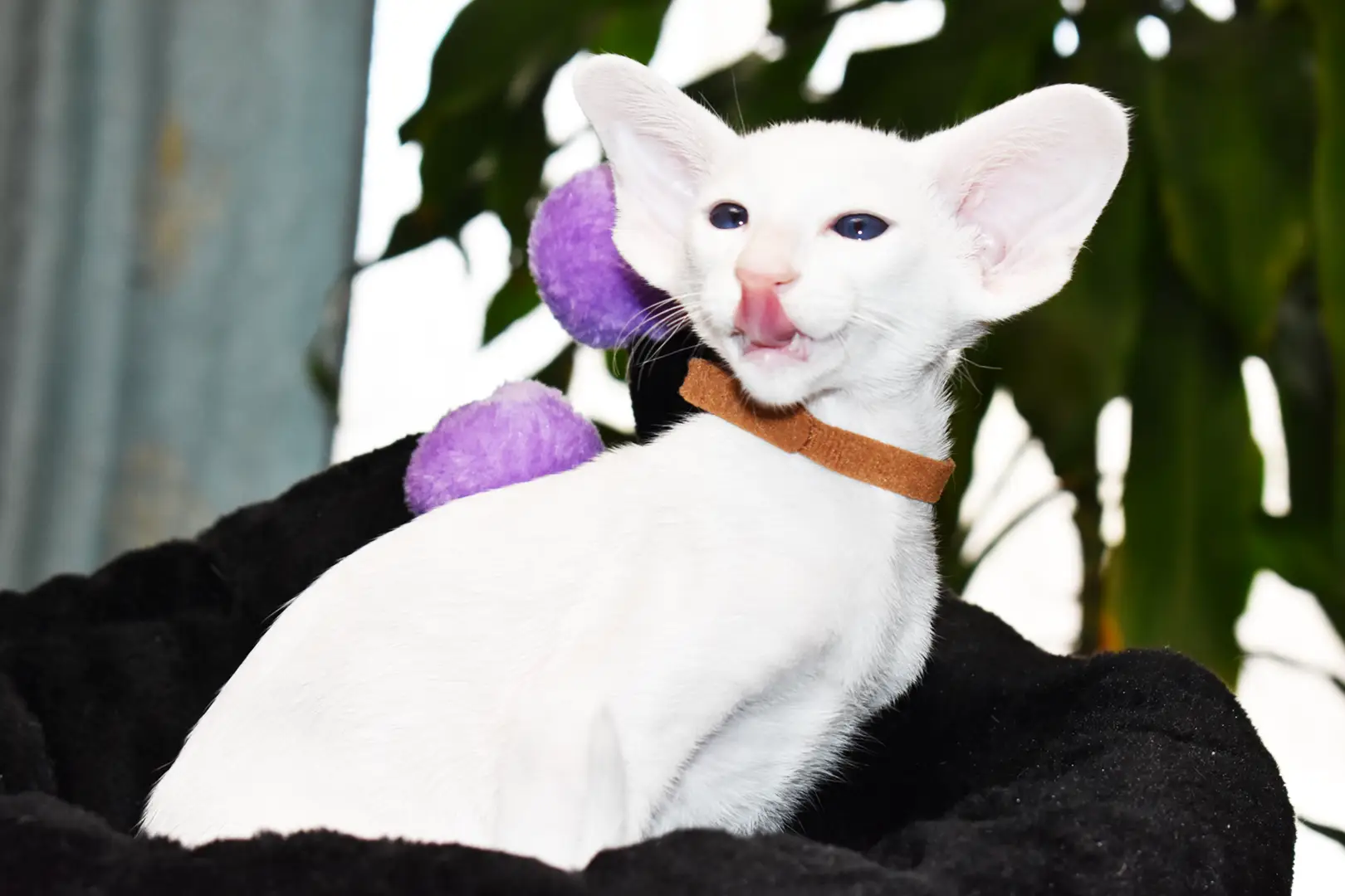 Hugo White with Blue Eyes Oriental shorthair kitten