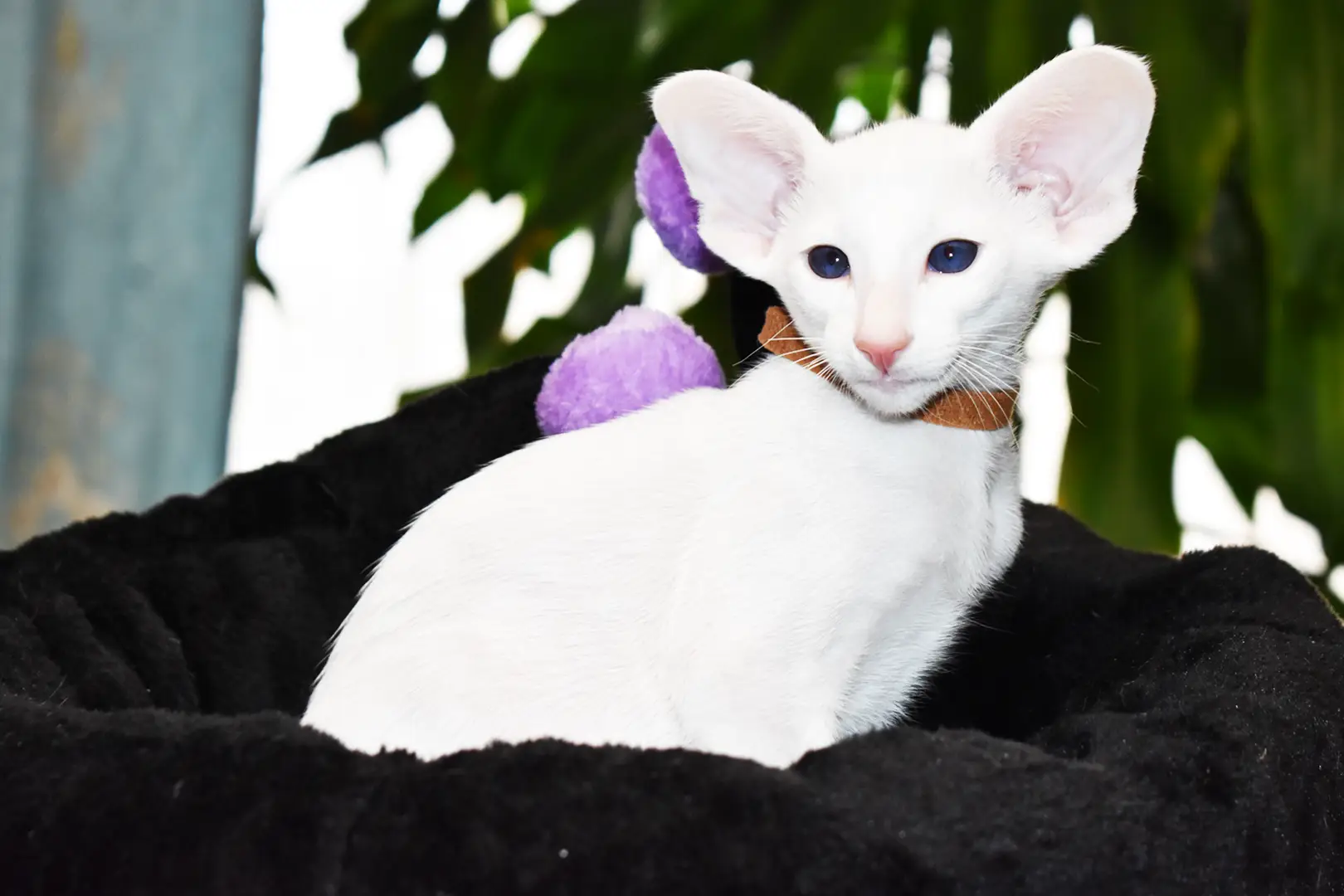 Hugo White with Blue Eyes Oriental shorthair kitten