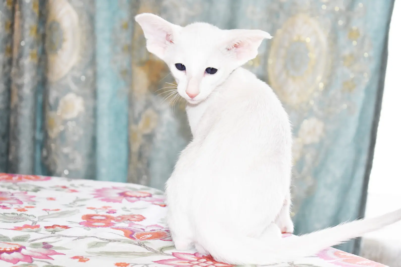 Hugo White with Blue Eyes Oriental shorthair kitten