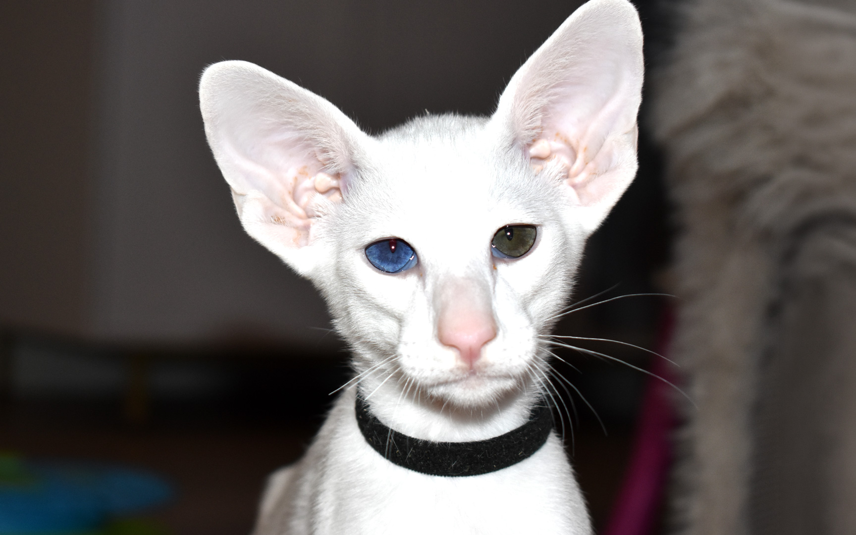 White male oriental shorthair kitten for sale