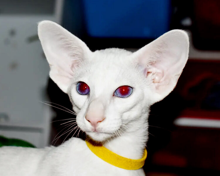 Millie White with Blue Eyes Oriental shorthair Female kitten for sale