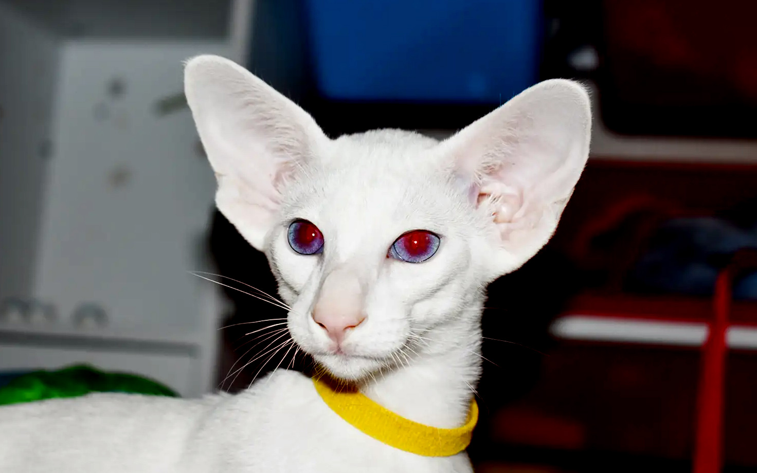 female kitten for sale