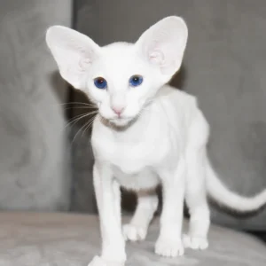 Jason Conger testimonial for Cataristocrat Cattery