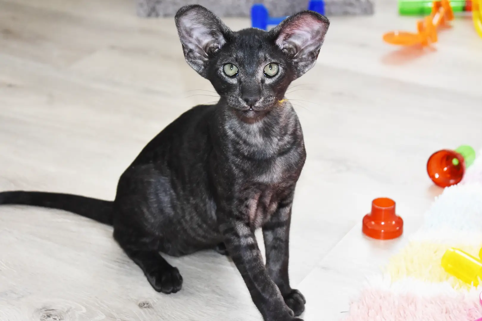 Oisín a.k.a. Tigris Black Smoke Oriental shorthair kitten