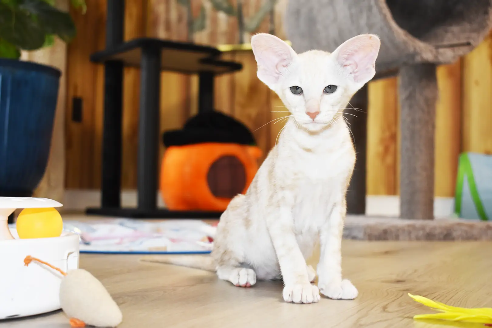 Taurus Red Marbled Tabby Oriental shorthair kitten