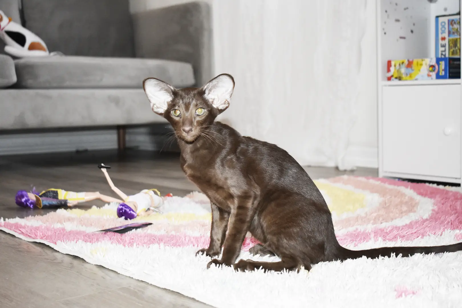 Tonkatsu aka Leonardo Chocolate Oriental shorthair kitten